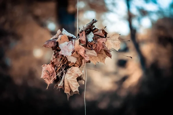 관련 된 건조 잎 — 스톡 사진