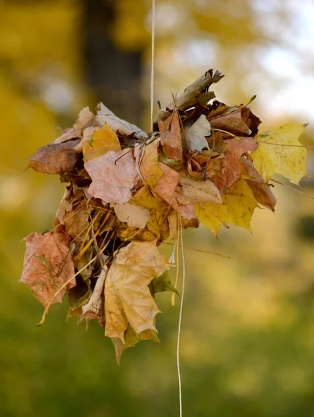 관련 된 건조 잎 — 스톡 사진