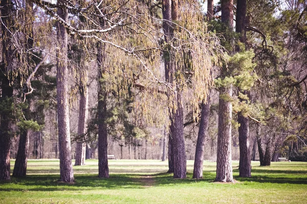 화창한 날 필터에 나무와 공원 — 스톡 사진