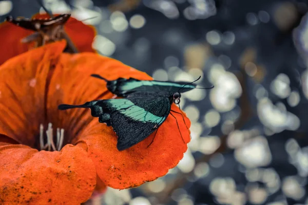 Borboleta com asas verdes sentado em uma flor vermelha — Fotografia de Stock