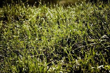 bahar çimen çiy closeup ile