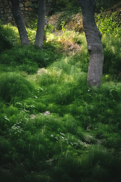 dense green grass, tree trunks