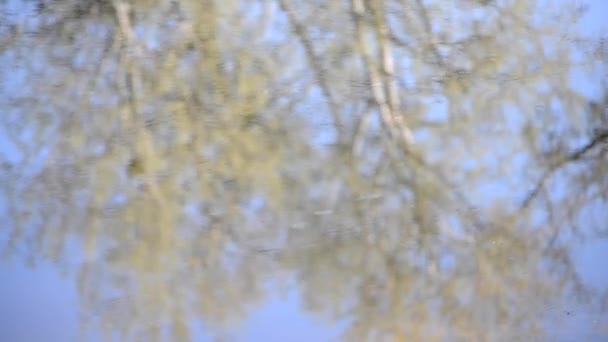 Alberi di sfondo riflessi in acqua con increspature — Video Stock