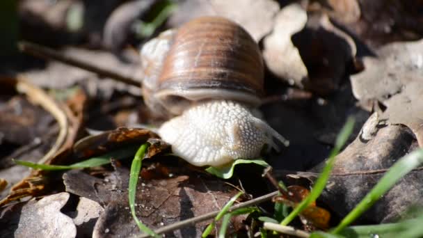 Snail eats leaves closeup — Stock Video