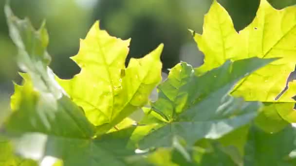 Maple leaves close-up wind — Stock Video