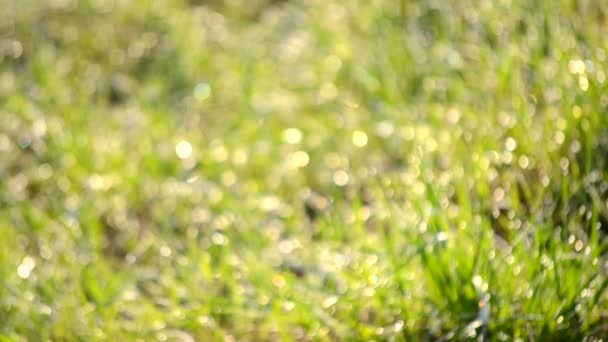 Blurred bokeh background green grass, dew — Stock Video