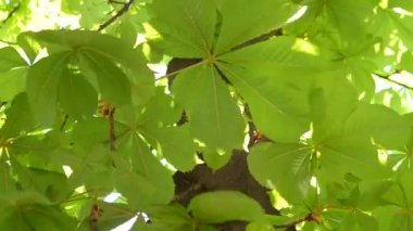 Kestane rüzgarda yapraklar