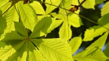 Kestane Rüzgar yakın çekim yaprak