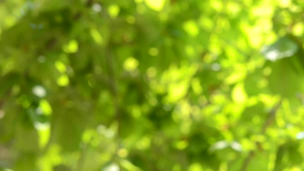 Розмитий фон зелене листя на сонці, тінь — стокове відео