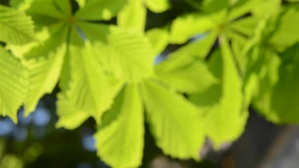 Fond flou feuilles brillantes de châtaignier — Video