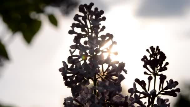 Silhuett av blommande Syren med solstrålarna — Stockvideo