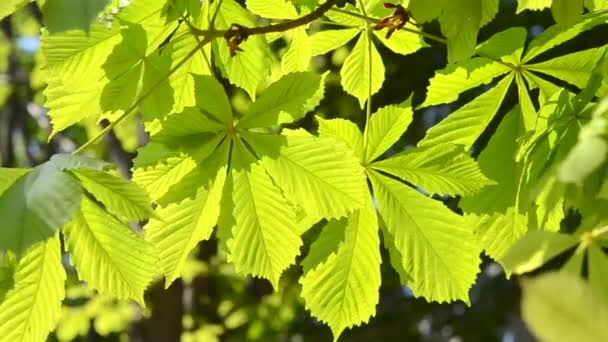 Chestnut leaves sunlight in the wind — Stock Video