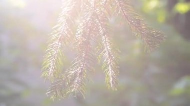 köknar dalı closeup ve güneş ışığı