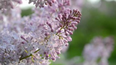 Mor Eflatun çiçekler çok yakın