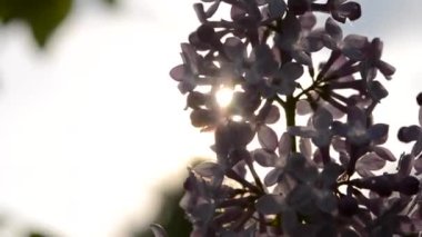 siluet Lila güneş ışınları ile çiçek