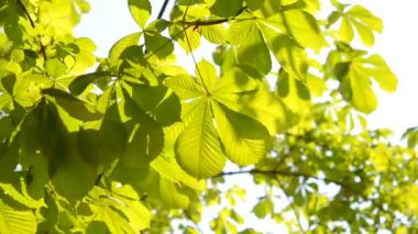 Rüzgar ağacı Atkestanesi yaprakları