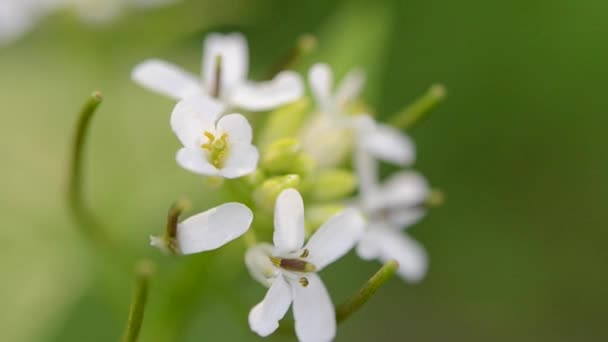 Kleine weiße Blüten in Nahaufnahme auf grünem Hintergrund — Stockvideo