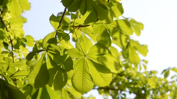 Große Blätter an einem Baum an einem sonnigen Tag — Stockvideo