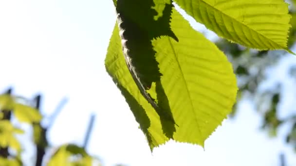 Foglia di castagno primo piano in un forte vento — Video Stock