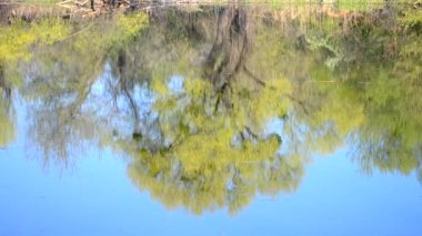 suya yansıyan parlak bahar yeşil ağaçlar