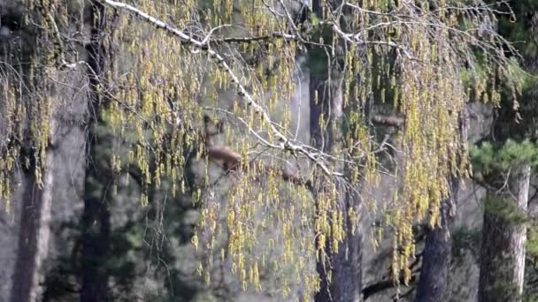 Brotes de abedul amarillo en las ramas en el viento — Vídeos de Stock