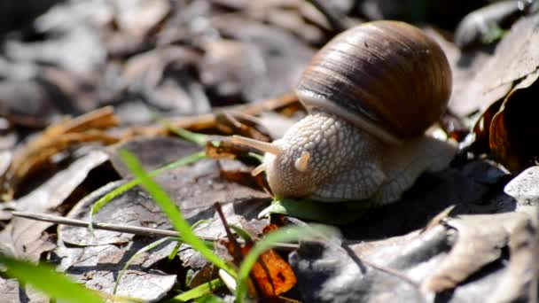 Schnecke frisst Grünzeug am Boden — Stockvideo