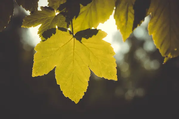 배경 흐리게에 태양에 의해 녹색 잎 백라이트 — 스톡 사진