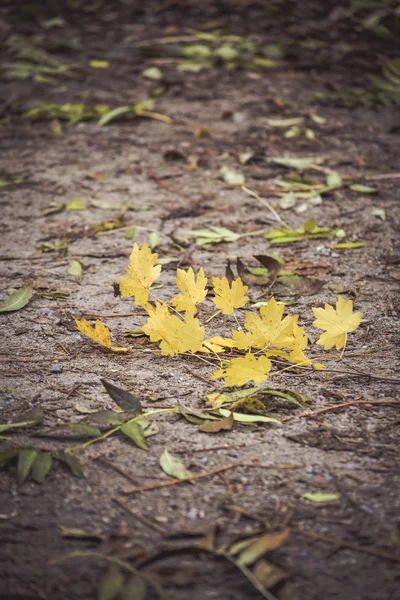 Гілка з жовтим листям на темній землі — стокове фото