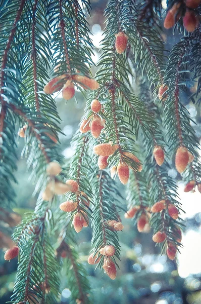 Spruce flowering closeup — Stock Photo, Image