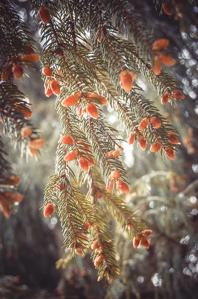 自然な背景のモミの木の花 — ストック写真