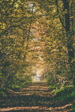Sonbaharda yoğun orman yol