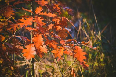 kırmızı yaprakları ile küçük meşe ağacı