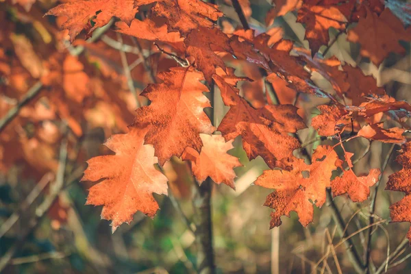 Gelbe Eichenblätter in der Sonne aus nächster Nähe — Stockfoto