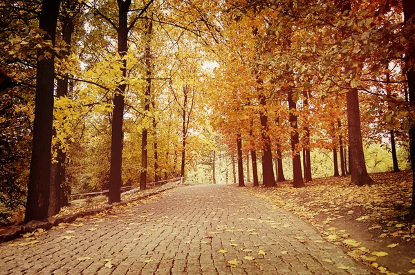 Estrada pavimentada com pedras de pavimentação no parque de outono — Fotografia de Stock