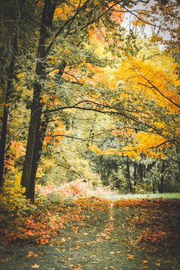 Sonbaharda orman ağaçları