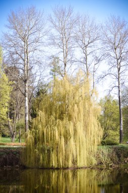 Willow bankalar nehir baharın taze parlak yeşil