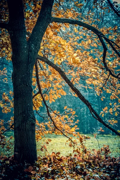 Svart träd stam och grenar orange höstlöv — Stockfoto