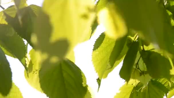 Foglie verdi nel vento con il sole — Video Stock