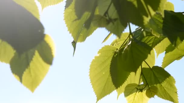 Зеленые листья на ветру с солнцем — стоковое видео