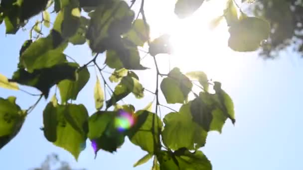 Feuilles sur branche, ciel bleu clair, soleil brillant 