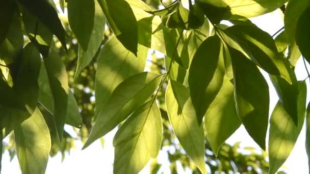 Зеленые листья деревьев на солнце — стоковое видео