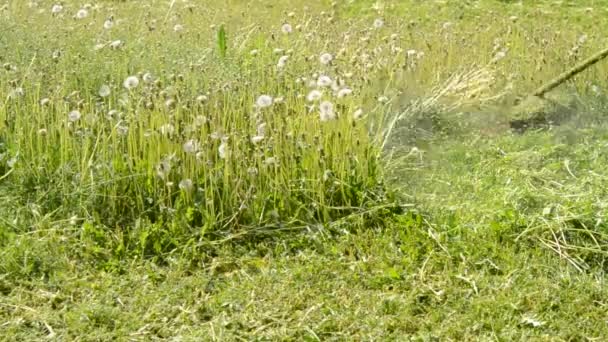 Mowing the lawn mower close up — Stock Video