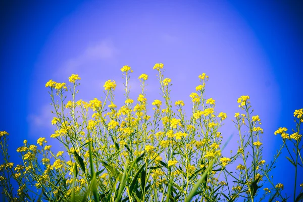 Fleurs jaunes sur fond de ciel clair journée ensoleillée — Photo