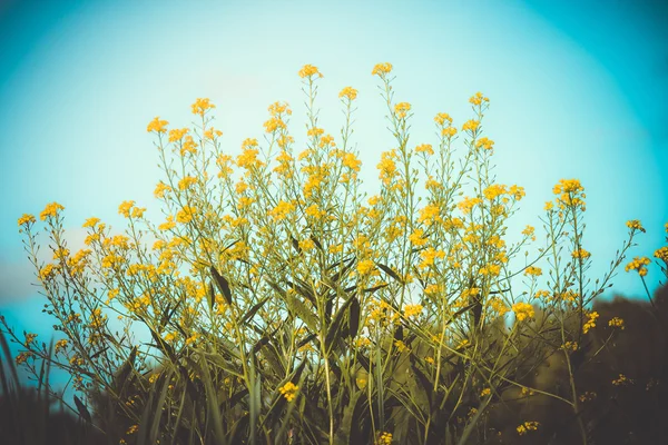 晴れた日の青空の背景に黄色の花 — ストック写真