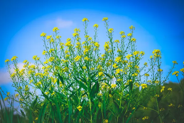 맑은 하늘이 화창한 날의 배경에 노란색 꽃 — 스톡 사진