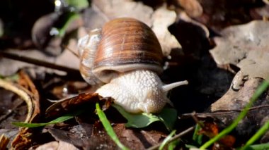 salyangoz üzüm yemek yeşil yaprak yakın çekim