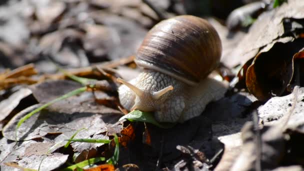 escargot gros plan des feuilles sèches sur le sol 