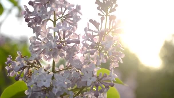 Lilac flowers close up at sunset — Stock Video