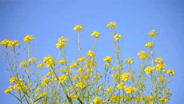 Pequenas flores amarelas contra o céu azul claro — Vídeo de Stock