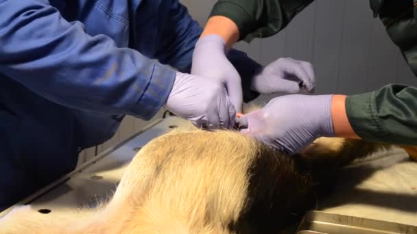 Операції собака Закри — стокове відео